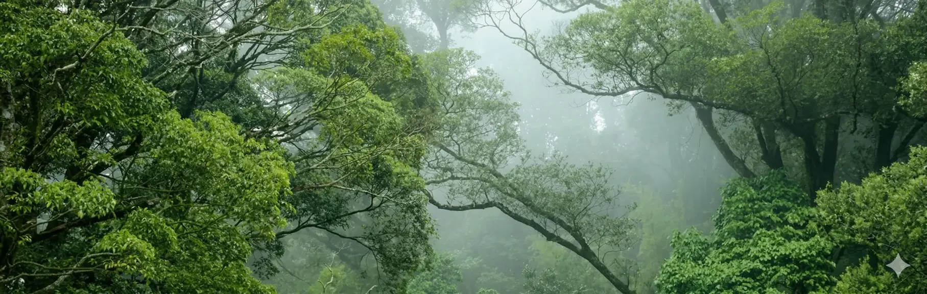 Foresta
